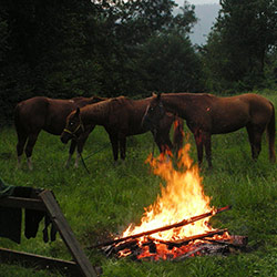 Trekking ed escursioni a cavallo