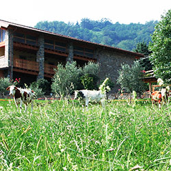 Trekking ed escursioni a cavallo
