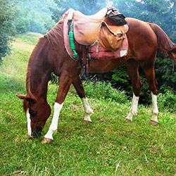 Trekking ed escursioni a cavallo