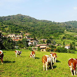 Trekking ed escursioni a cavallo